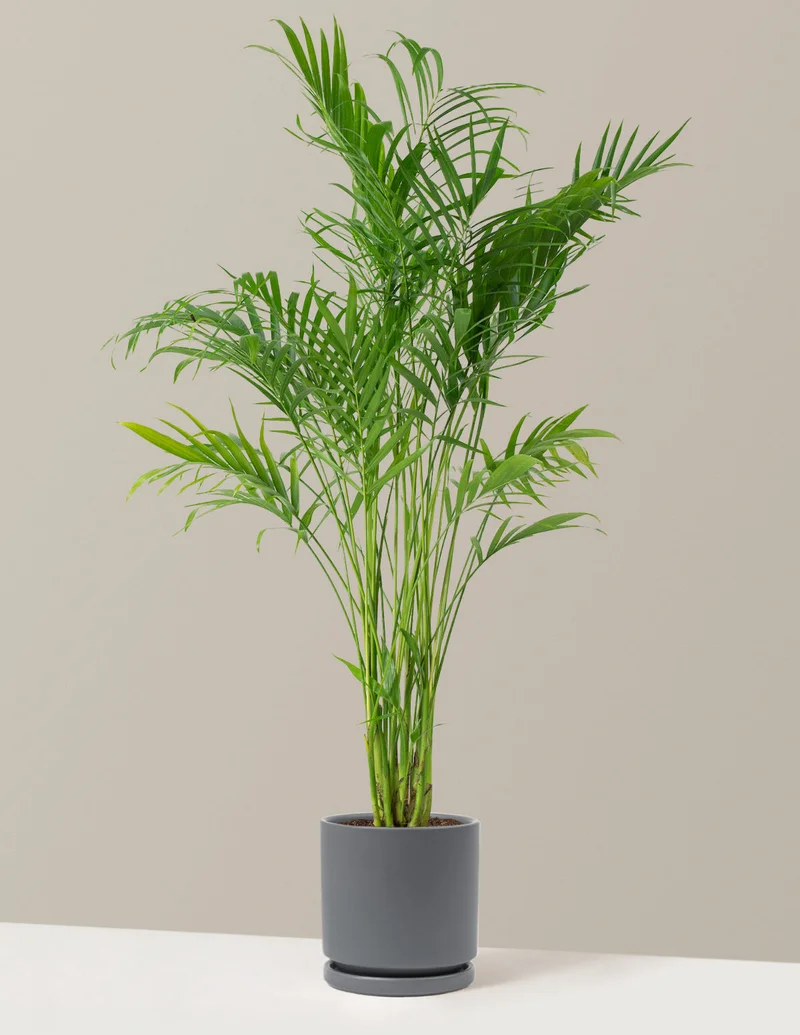 Image of Cat Palm