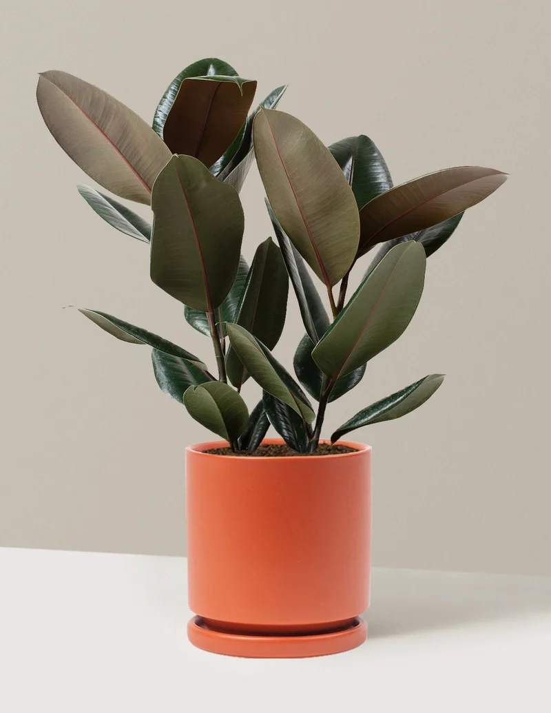 Image of Rubber Plant