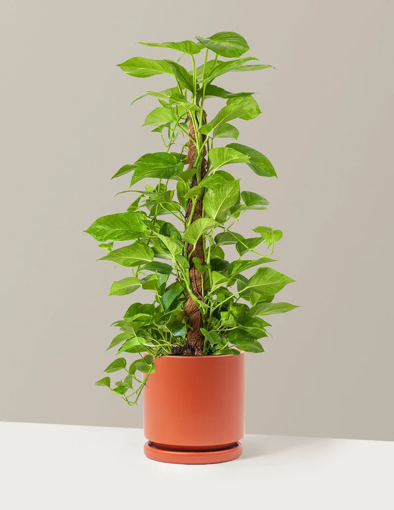 Image of Golden Pothos Totem
