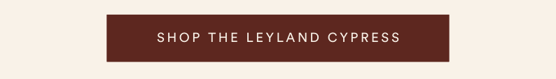 shop the leyland cypress