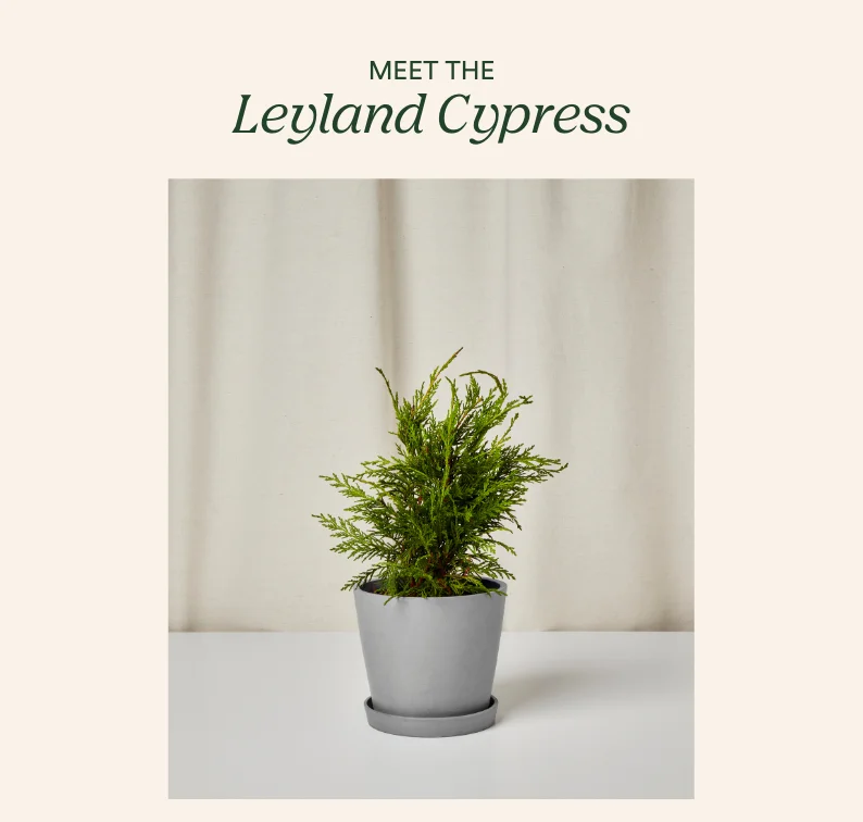 meet the leyland cypress