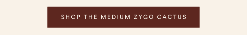 shop the medium zygo cactus