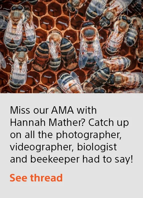 Miss our AMA with Hannah Mather? Catch up on all the photographer, videographer, biologist and beekeeper had to say! | See thread
