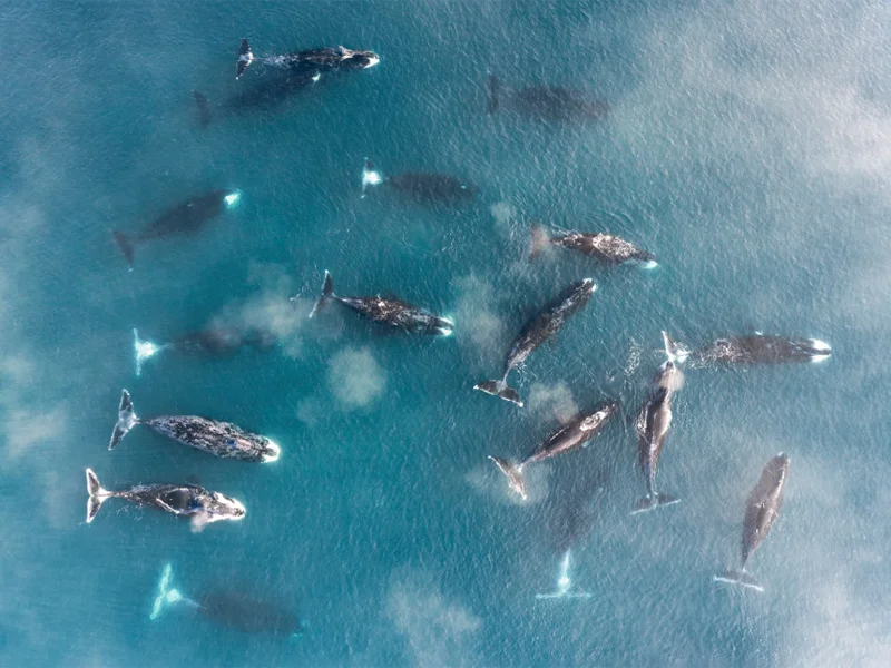A group of bowhead whales socialize in shallow water. They use Arctic sea ice as a natural refuge, relying on its presence to historically to escape hunters and avoid ship traffic.