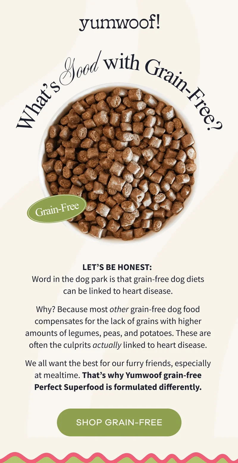 yumwoof! | Let’s be honest:  Word in the dog park is that grain-free dog diets can be linked to heart disease. Why? Because most other grain-free dog food compensates for the lack of grains with higher amounts of legumes, peas, and potatoes. These are often the culprits actually linked to heart disease. We all want the best for our furry friends, especially at mealtime. That’s why Yumwoof grain-free Perfect Superfood is formulated differently. | SHOP GRAIN-FREE