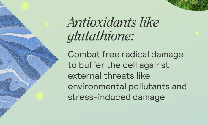 Antioxidants like glutathione: combat free radical damage to buffer the cell against external threats like environmental pollutants and stress-induced damage.