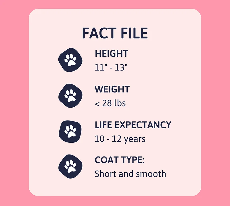 Heading: Fact File Height: 11" - 13" Weight: < 28 lbs Life Expectancy: 10 - 12 years Coat Type: Short and smooth