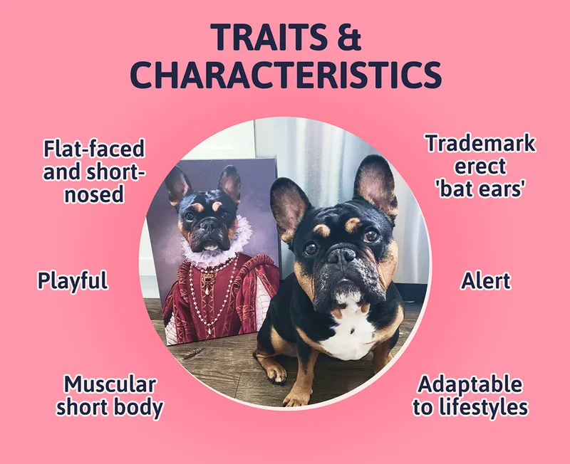 Heading: Traits & Characteristics: Playful, Alert, Trademark erect 'bat ears', Adaptable to lifestyles, Muscular short body, Flat-faced and short-nosed