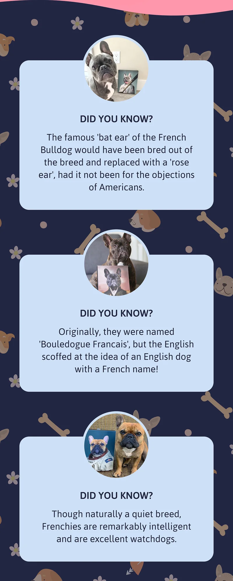 Heading: Did You Know? The famous 'bat ear' of the French Bulldog would have been bred out of the breed and replaced with a 'rose ear', had it not been for the objections of Americans.  Heading: Did You Know? Originally, they were named 'Bouledogue Francais', but the English scoffed at the idea of an English dog with a French name.  Heading: Did You Know? Though naturally a quiet breed, Frenchies are remarkably intelligent and are excellent watchdogs.