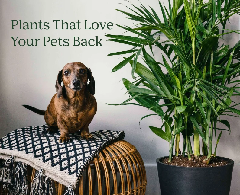 shop pet friendly plants