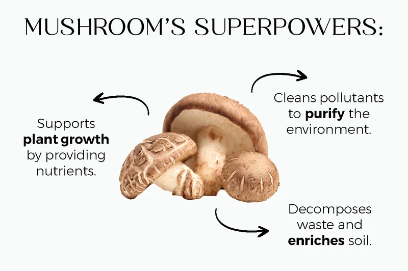 Mushroom's Super Powers