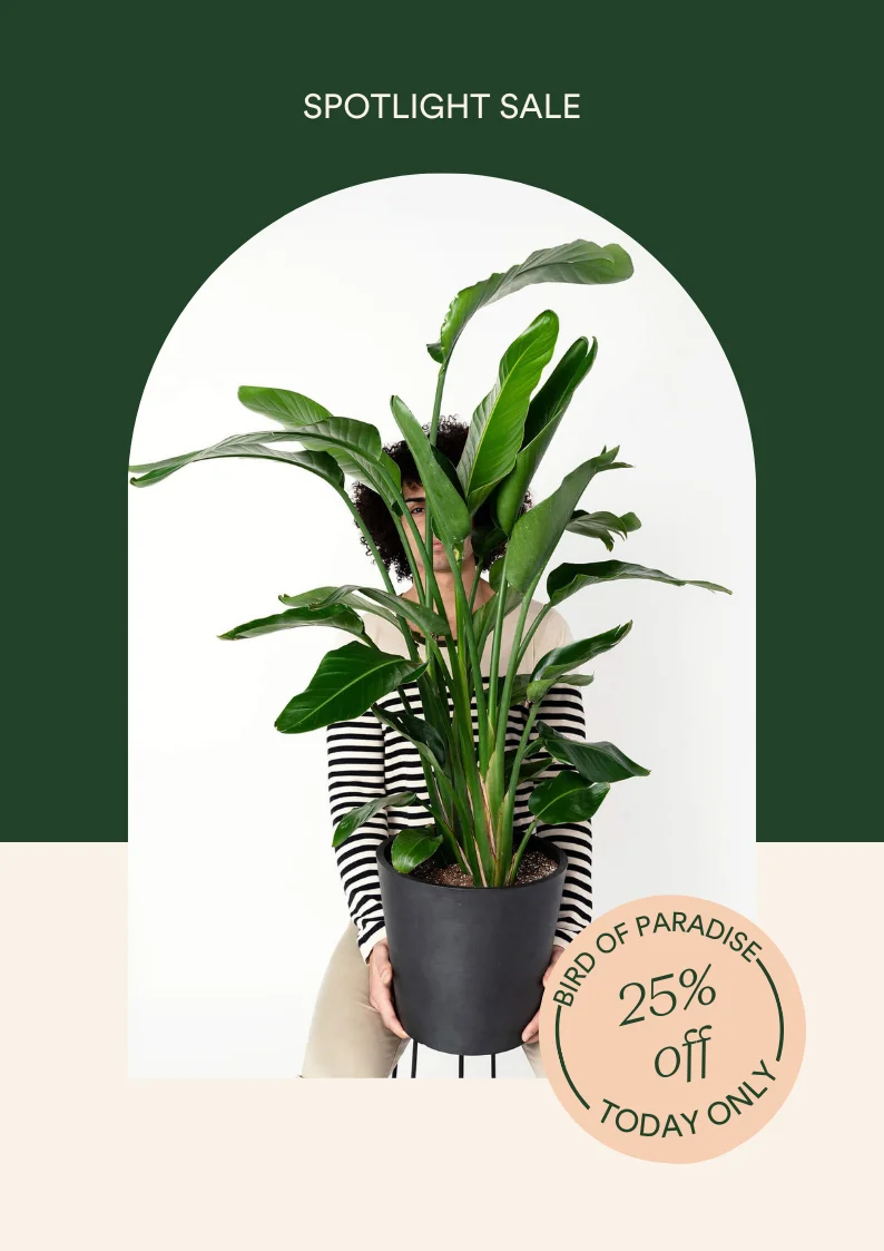 Save 25% on the Bamboo Palm