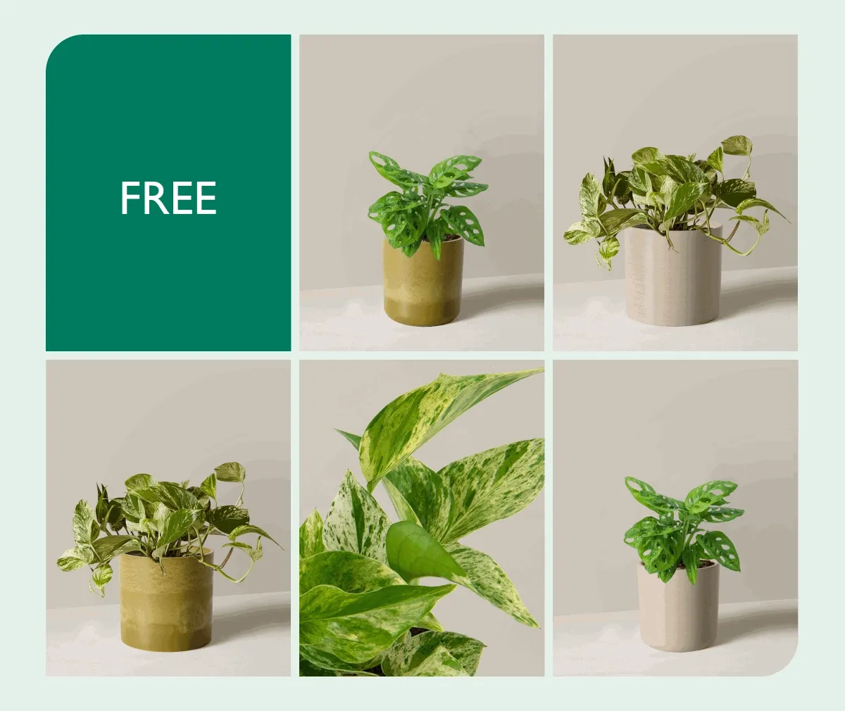 Choose between the Pothos Marble Queen and the Monstera Adansonii.