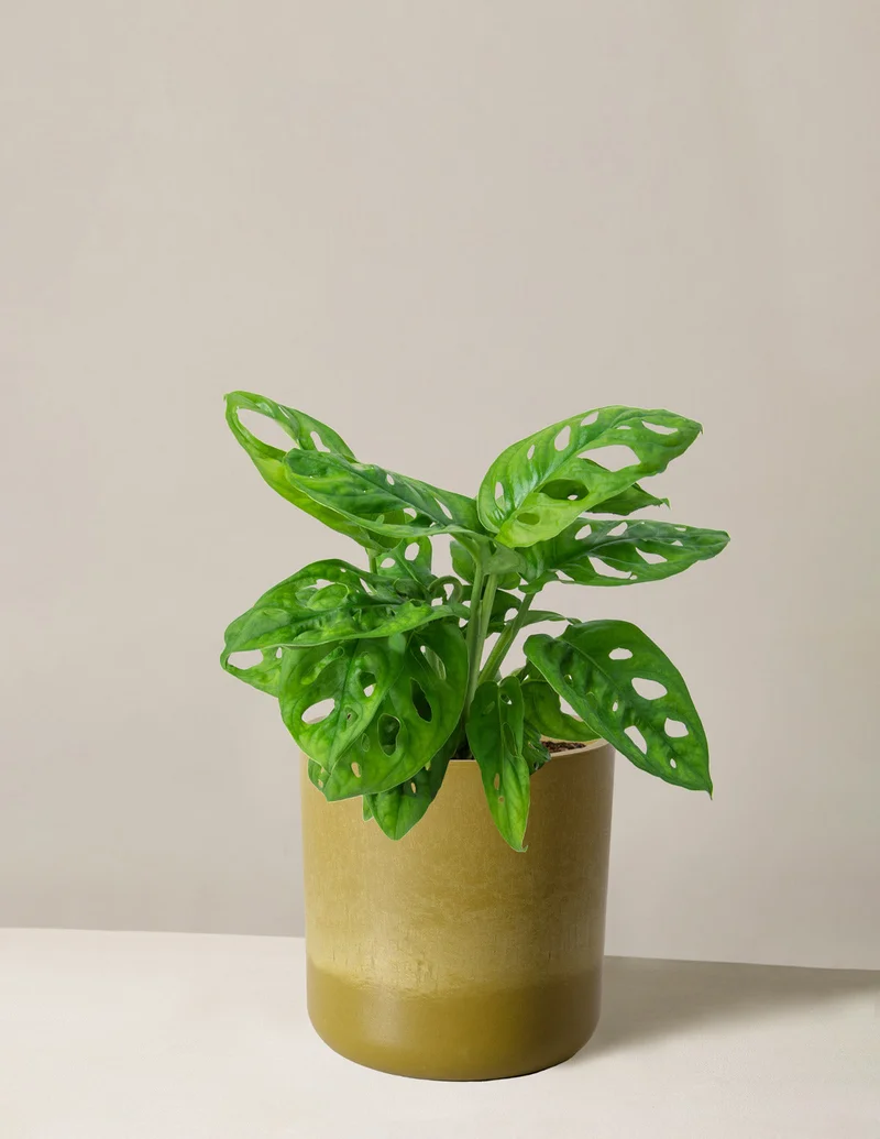 Image of Monstera Adansonii