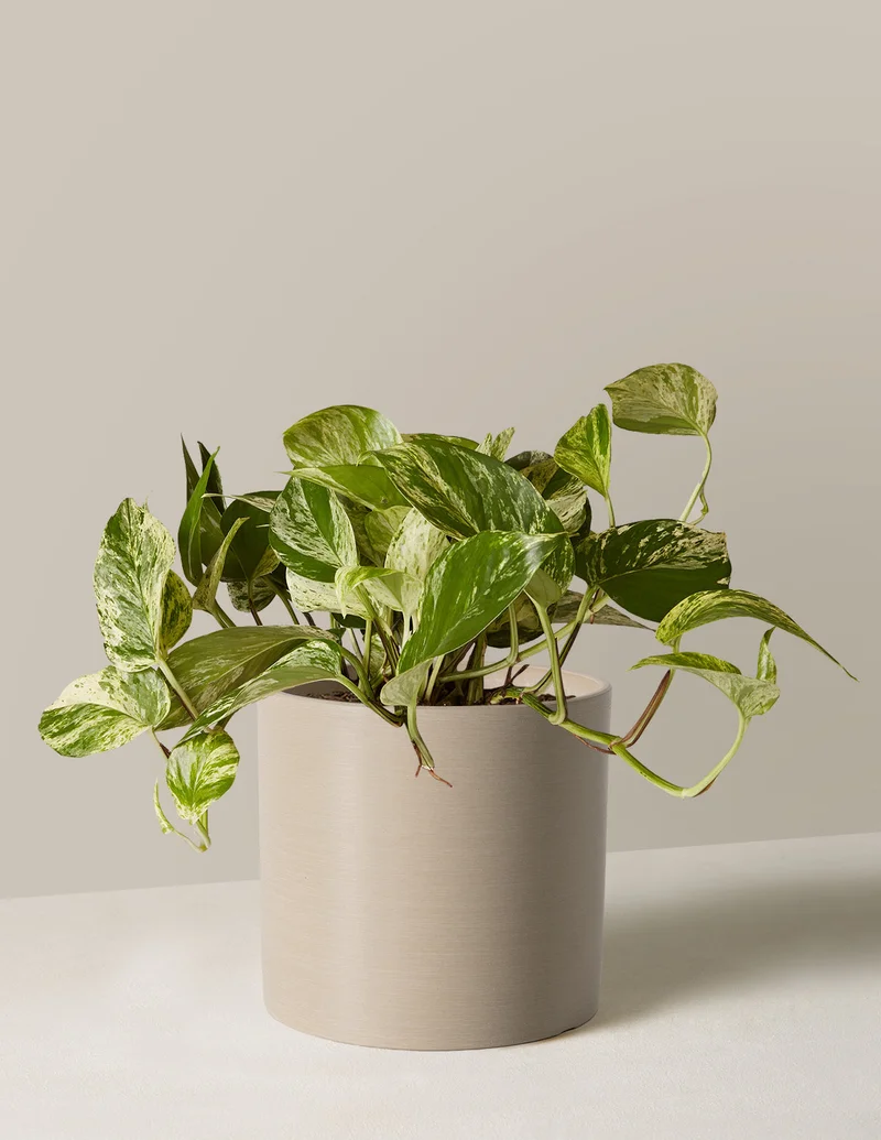 Image of Pothos Marble Queen