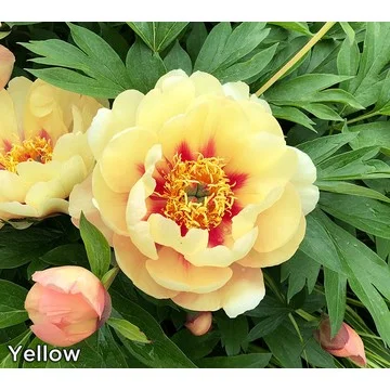 Roberta's 1-Piece Itoh Hybrid Peony Live Plant