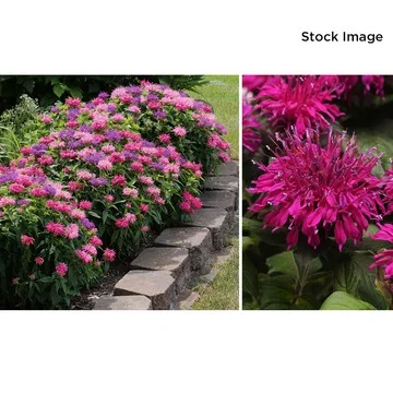 Cottage Farms 2-piece 3-in-1 Balmy Bergamot Live Plants