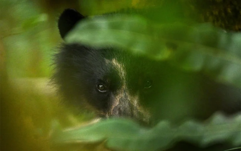 A bear named Ruru slowly wakes up after being tranquilized. Scientists fit him with a GPS collar that tracked his movements and behavior, while another four bears wore Crittercams.