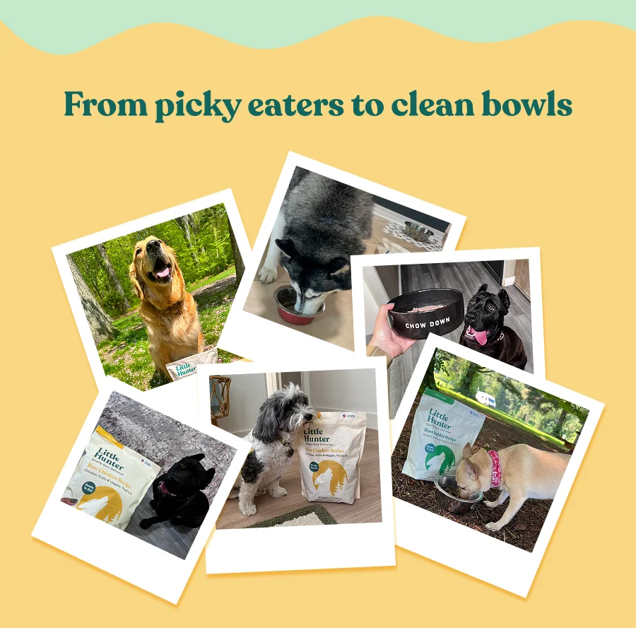From picky eaters to clean bowls