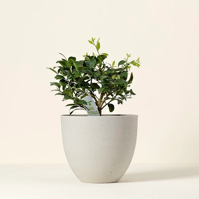 Grow Anywhere Key Lime Tree