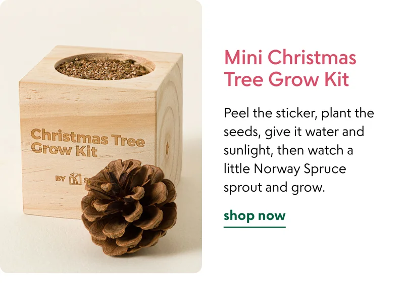 Mini Christmas Tree Grow Kit