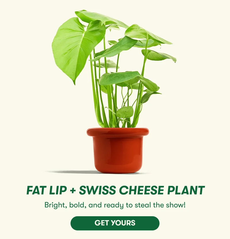 Fat Lip [Poppy] + Swiss Cheese Plant Bright, bold, and ready to steal the show!  [GET YOURS]