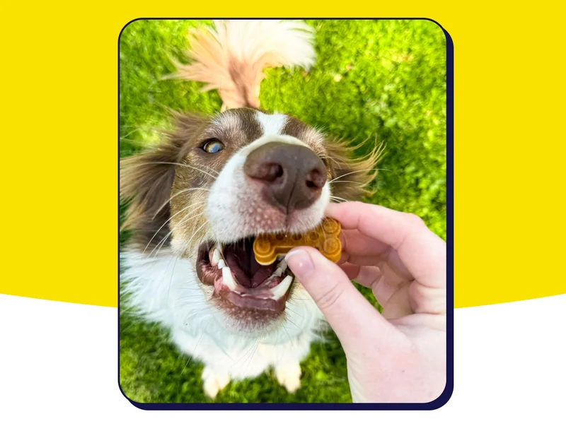 POV image of hand feeding dog a frozen treat