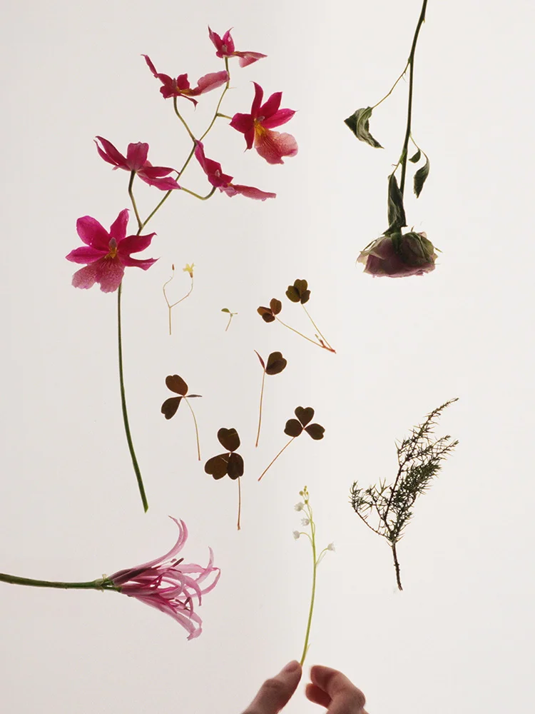 Scent families editorial image