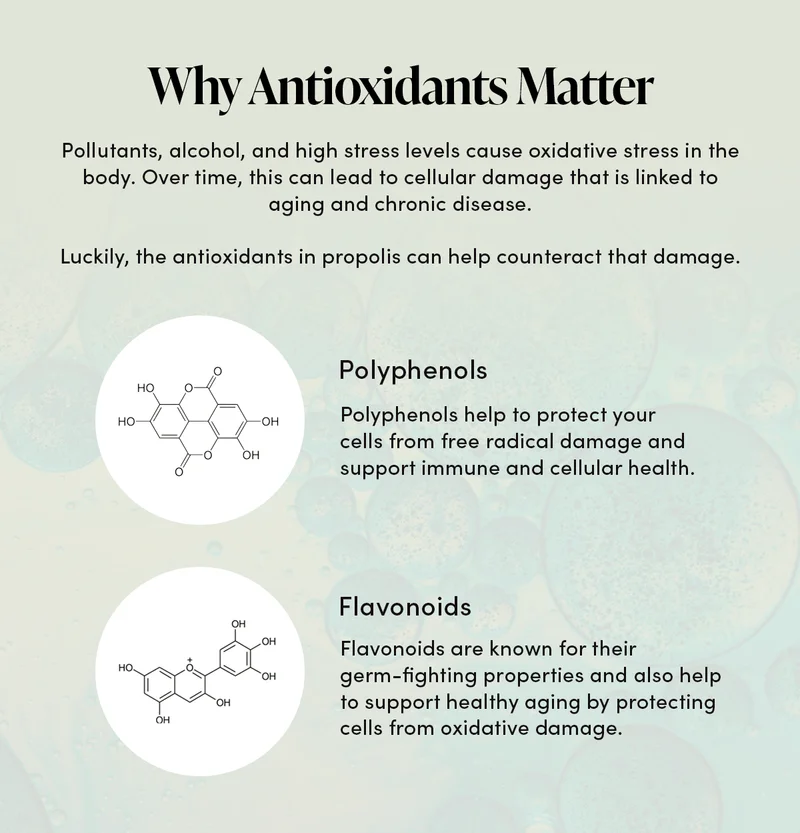 Why Antioxidants Matter                   Pollutants, alcohol, and high stress levels cause oxidative stress in the body. Over time, this can lead to cellular damage that is linked to aging and chronic disease.   Luckily, the antioxidants in propolis can help counteract that damage.         Polyphenols         Polyphenols help to protect your cells from free radical damage and support immune and cellular health.     Flavonoids            Flavonoids are known for their germ-fighting properties and also help to support healthy aging by protecting cells from oxidative damage.