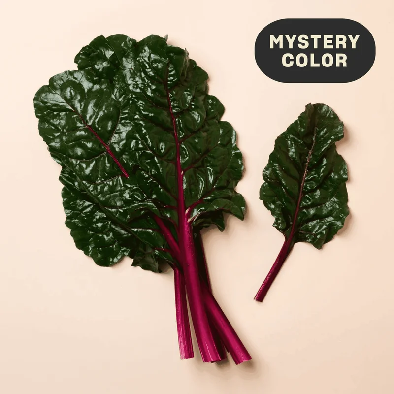 Organic Mystery Color Swiss Chard