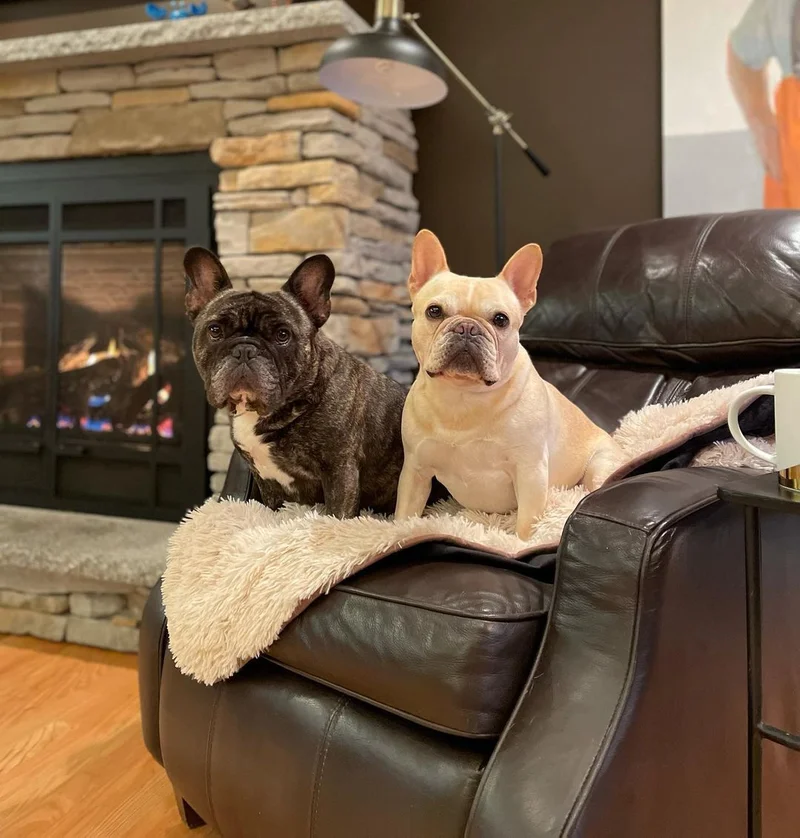 Image of PawProof Throw Blanket Image of PawProof Throw Blanket