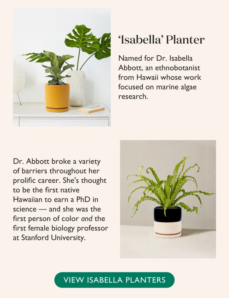 Isabella Planter