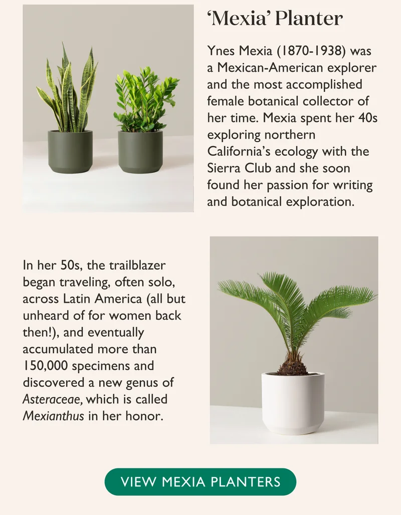 Mexia Planter