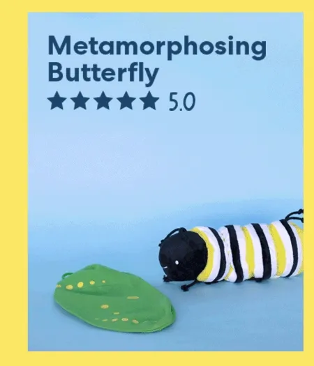 Metamorphosing Butterfly