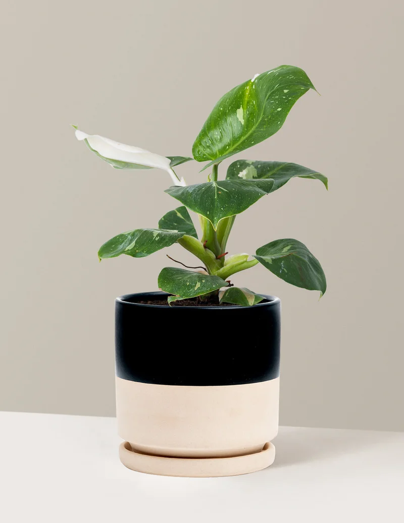 Image of Philodendron White Knight