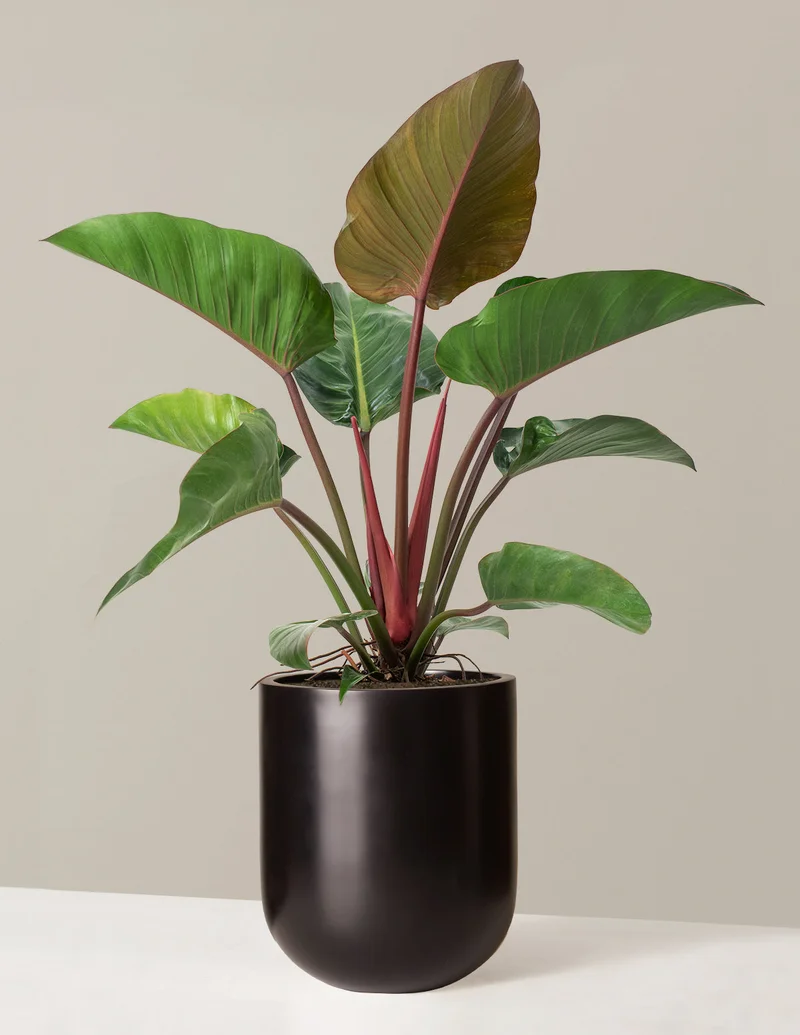 Image of Large Philodendron Rojo Congo