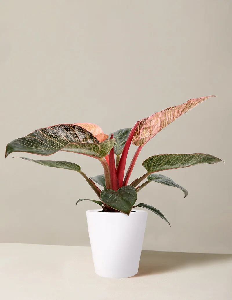 Image of Philodendron Pink Bikini