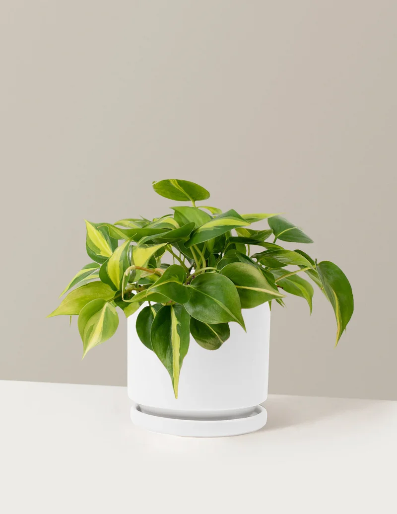 Image of Philodendron Brasil