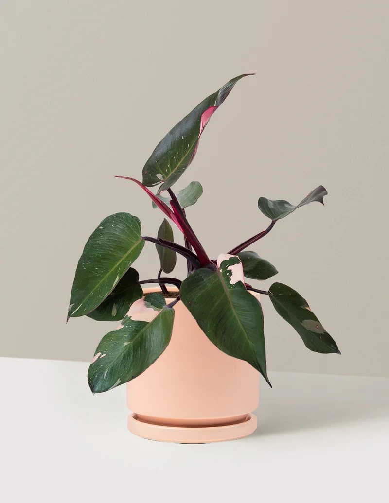 Image of Philodendron Pink Princess