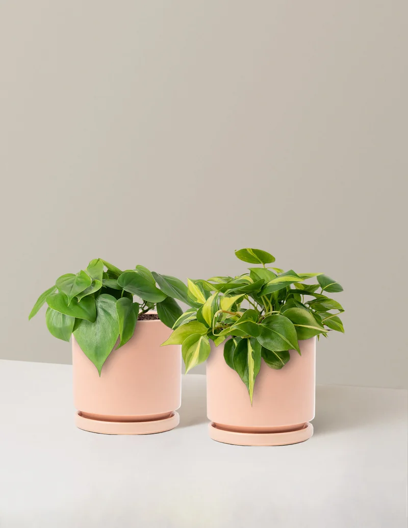 Image of Trailing Philodendron Duo