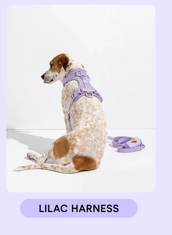 Lilac Harness