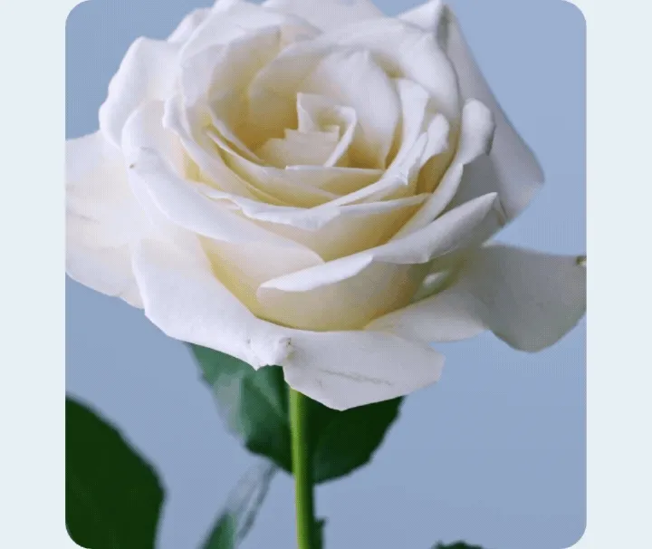 The March Update From BLUME