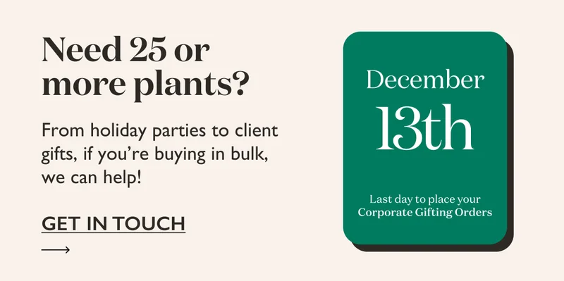 Need 25 or more plants? From holiday parties to client gifts, if you're buying in bulk, we can help! Get in touch before 12/13.