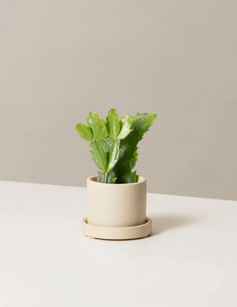 Image of Mini Holiday Cactus