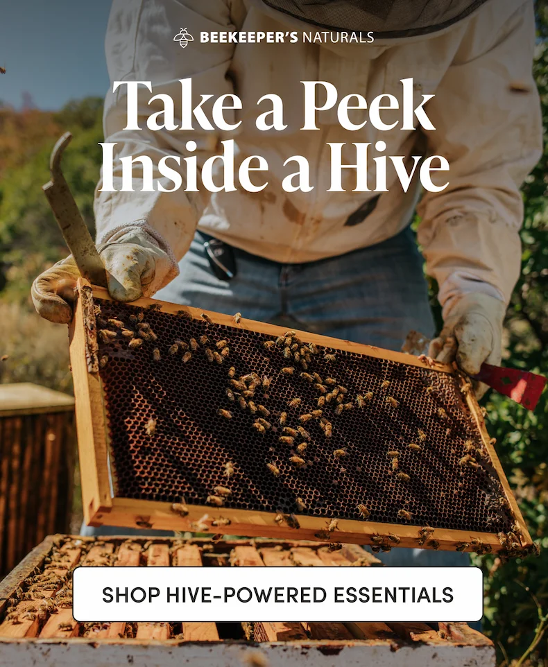 Take a Peek Inside a Bee Hive