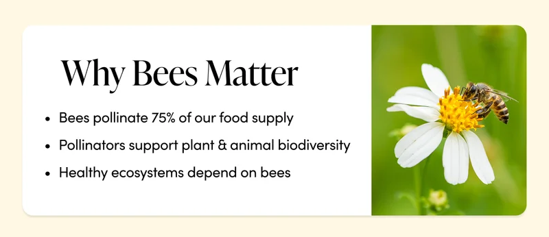 Why Bees Matter   Bees pollinate 75% of our food supply Pollinators support plant & animal biodiversity   Healthy ecosystems depend on bees