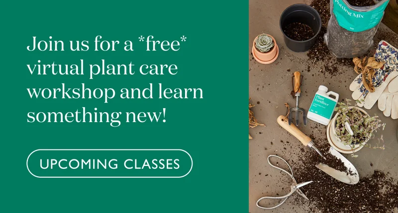 Free Virtual Plant Care Workshop Tickets