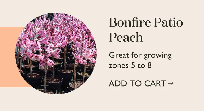 Bonfire Patio Peach - Shop Now