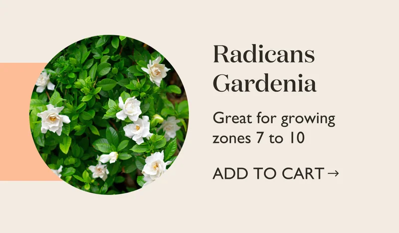 Radicans Gardenia - Shop Now