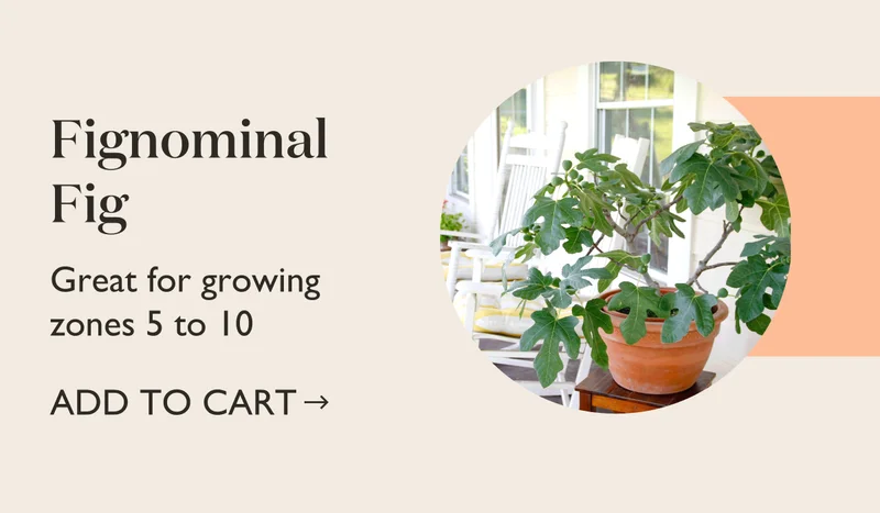 Fignominal Fig - Shop Now